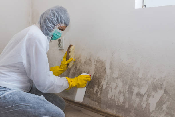 Environmental Consulting for Mold Prevention in South Wilton, CT